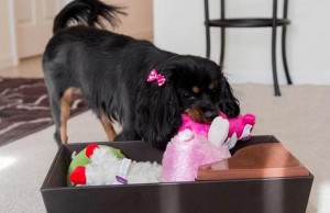 The Tidy Box Trains Your Dog to Pick Up After Themselves The Tidy Box Trains Your Dog to Pick Up After Themselves