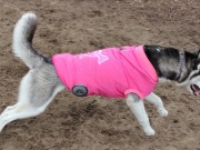 The Woofer Allows You to Stream Music Through Your Dog The Woofer Allows You to Stream Music Through Your Dog