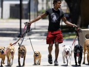 Small Dog Walking Gig Turns Into an Elite Pet Business This Small Dog Walking Gig Turned Into an Elite Business in New York City