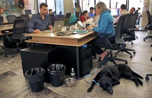 WeWork is Leading the Push to Allow Dogs in Office Buildings This Tech Firm is Leading the Push to Allow Dogs in Office Buildings
