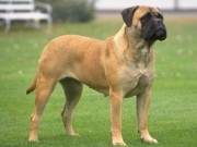 Two New Jersey Lawmakers Are Looking to Tighten Laws for Larger Breeds Two New Jersey Lawmakers Are Looking to Tighten Laws for Larger Breeds