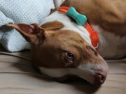 WonderWoof Brings Fashion to Dog Technology WonderWoof Brings Fashion to Dog Technology