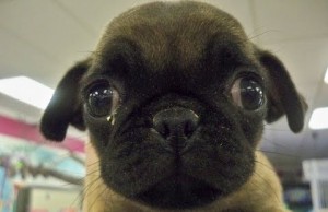 The Orapup Bad Breath Brush Keeps Your Pup’s Breath Fresh