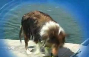 Help Your Dog Onto a Dock or Into a Boat with doggydocks