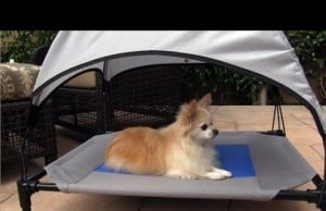 Help Your Dog Keep Cool This Summer with the Coolin’ Pet Cot