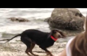 The Release and Run Leash Gives You Control and Freedom at the Same Time