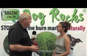 Dog Rocks Protect Your Lawn From Burn Marks