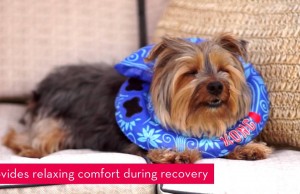 The KONG Cushion is Much More Comfortable Than a Plastic Cone