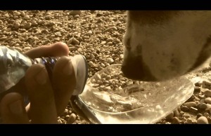 Give Your Dog a Drink On the Go with BeviQui