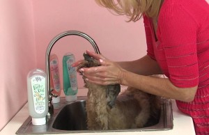 Bobbi Panter Pet Products are Formulated for Dogs with Skin Issues