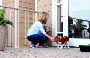 PetSafe Develops New Doggy Door for Sliding Glass Doors