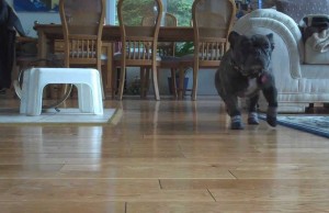 Give Your Senior Dog a Grip on Slippery Floors with These Traction Socks