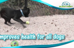 Orthopedic Dog Beds From Buddy Rest Offer Supreme Quality