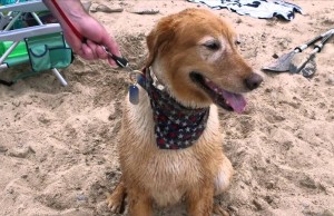 It’s Simple to Connect Your Dog’s Leash with the MagicLatch