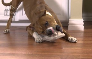 The Doggie Bag Toy is Entertaining and Stimulating