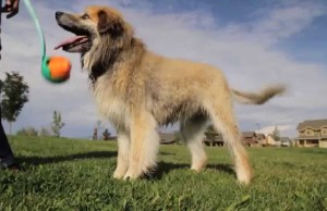 The Jive Ball Bounces Unpredictably to Give Your Dog a Mental and Physical Workout