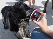 A London Pet Parlor Launches Doggy Gelato A London Pet Parlor Launches Doggy Gelato