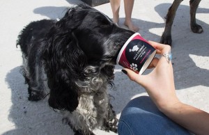 A London Pet Parlor Launches Doggy Gelato A London Pet Parlor Launches Doggy Gelato