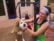 An Open-Air Dog Spa Opens in Arizona An Open-Air Dog Spa Opens in Arizonia