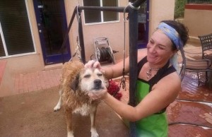 An Open-Air Dog Spa Opens in Arizona An Open-Air Dog Spa Opens in Arizonia