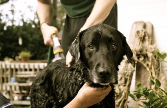 Benefits of Using Waterless Dog Shampoo Benefits of Using Waterless Dog Shampoo