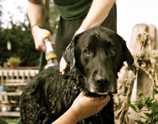 Benefits of Using Waterless Dog Shampoo Benefits of Using Waterless Dog Shampoo