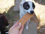 Betsy Farms Debuts New Made in the USA Dog Treats Betsy Farms Debuts New Made in the USA Dog Treats