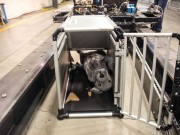 Crash Tests Are Raising Concerns About Pet Carrier Safety Crash Tests Are Raising Concerns About Pet Carrier Safety