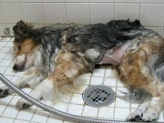 Dog Deaths During Grooming Revive Calls For Regulations Dog Deaths During Grooming Revive Calls For Regulations