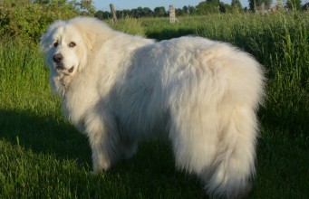 Fluff Your Pup: Vital Pet Grooming Tools for the Job Fluff Your Puppy Pet Grooming Tools for the Job