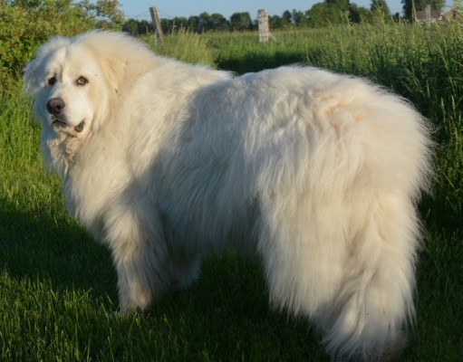 Fluff Your Pup: Vital Pet Grooming Tools for the Job Fluff Your Puppy Pet Grooming Tools for the Job