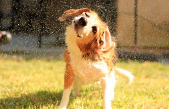 How I Keep My Dog’s Skin and Coat Healthy How I Keep My Dog's Skin and Coat Healthy