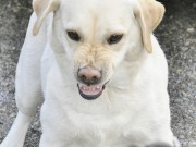 How to Deal With Dog Aggression Without Training Collars How to Deal With Dog Aggression Without Training Collars