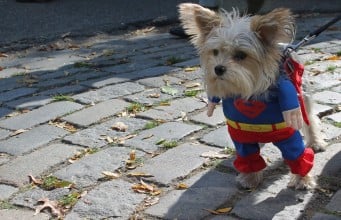 How to Dress Your Dog and Avoid Embarrassment How to Dress Your Dog and Avoid Embarassment
