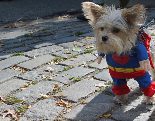 How to Dress Your Dog and Avoid Embarrassment How to Dress Your Dog and Avoid Embarassment