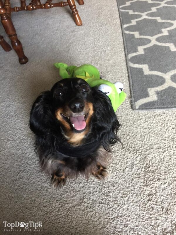 How to Dress Your Dog and Avoid Embarrassment Top Dog Tips