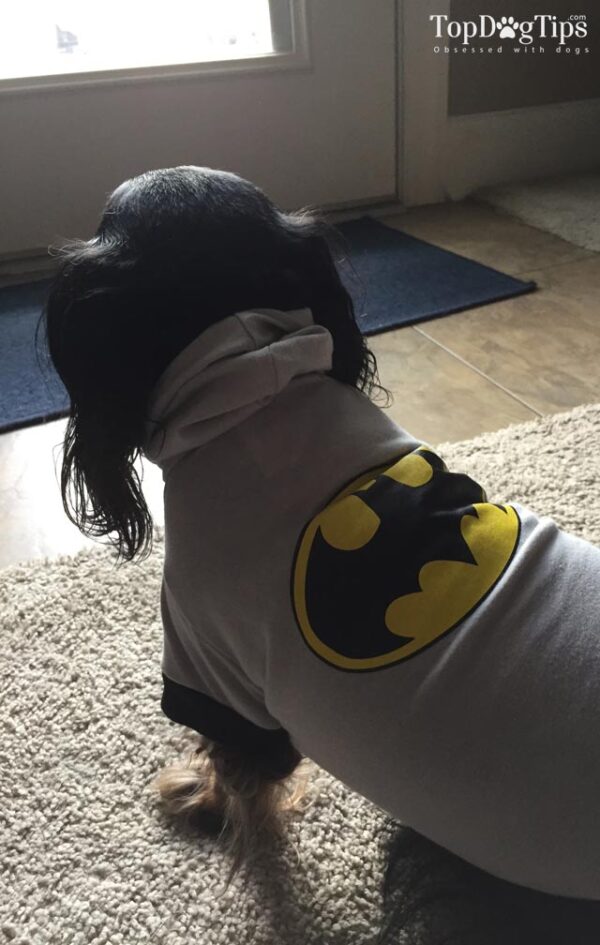 How to Dress Your Dog and Avoid Embarrassment Top Dog Tips