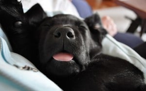 How to Ensure Good Sleep for Puppies