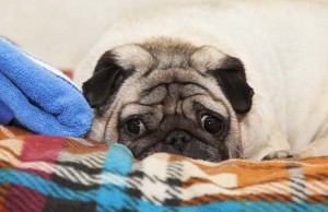 How to Know If Your Dog Is Upset? How to Know If Your Dog Is Upset