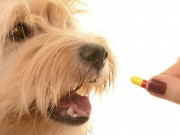 K9 Nature Supplements Launches a New Website and a New Chewable Supplement K9 Nature Supplements Launches a New Website