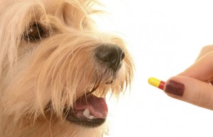 K9 Nature Supplements Launches a New Website and a New Chewable Supplement K9 Nature Supplements Launches a New Website