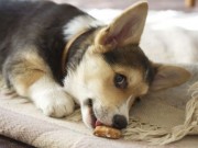 More Dog Treats Recalled Due to Possible Salmonella Contamination More Dog Treats Recalled Due to Possible Salmonella Contamination