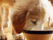 NUTRO Releases Two New Dog Food Lines NUTRO Releases Two New Dog Food Lines