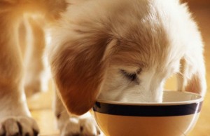 NUTRO Releases Two New Dog Food Lines NUTRO Releases Two New Dog Food Lines