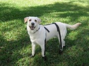 Never Worry About Losing Dog Boots Again Never Worry About Losing Dog Boots Again