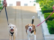 BarkHappy Smartphone App Connects Dog Owners in Austin New Smartphone App Connects Dog Owners in Austin, Texas