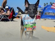 Plato Pet Treats Makes Healthy Products That Are Sourced in The U.S. Plato Pet Treats Makes Healthy Products and Gives Back to Numerous Charities