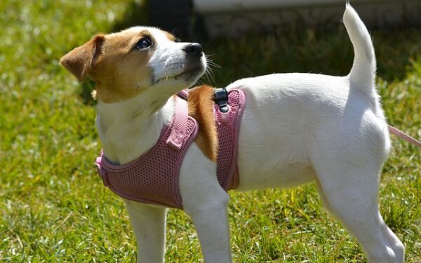 How to Keep Your Dogs Safe on Daily Walks – Top Dog Tips