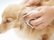 Remarkable New Natural Dog Ear Wash Released Remarkable New Natural Dog Ear Wash Released