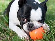 Safe Made Holds Their Pet Products to Children’s Toy Standards Safe Made Holds Their Pet Products to Children's Toy Standards